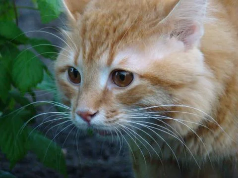 Red cat 스톡 사진