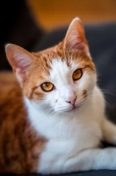 Red cat Stock Photos