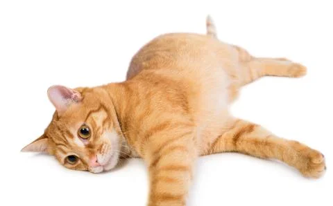 Red cat Stock Photos