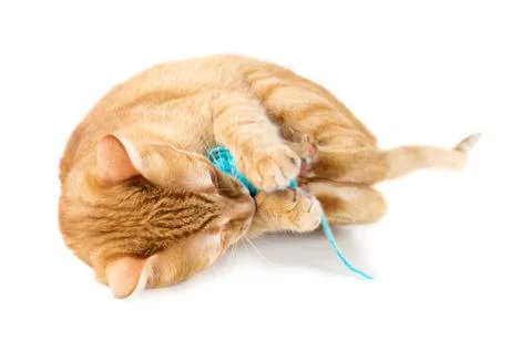 Red cat Stock Photos