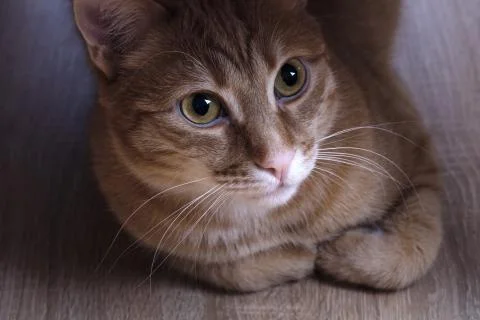 Red cat Stock Photos