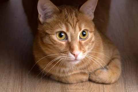 Red cat Stock Photos