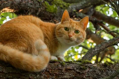 Red cat Stock Photos