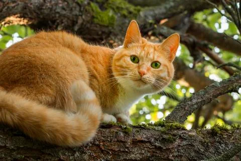 Red cat Stock Photos