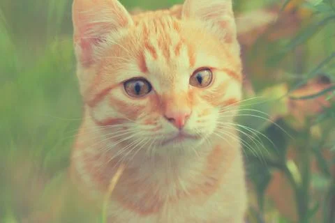 Red cat Stock Photos