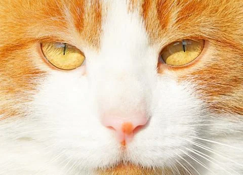 Red cat Stock Photos