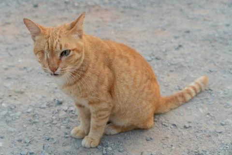 Red cat 写真素材