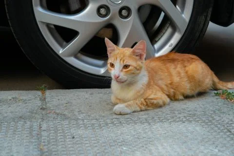 Red cat Stock Photos