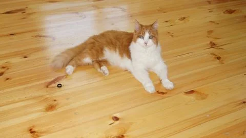 A Red Cat Stock Photos