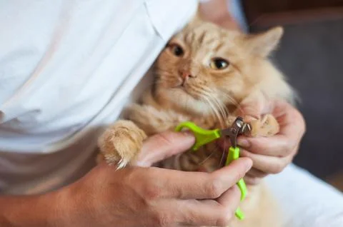 Red cat Stock Photos