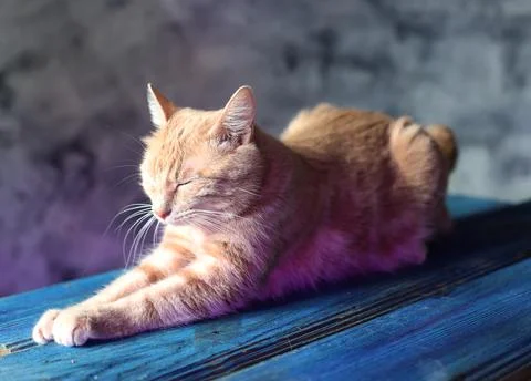 Red cat Stock Photos
