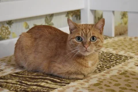 Red Cat Stock Photos