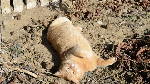 Red cat is played on the farm Stock Footage 125329805