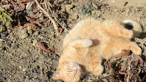 Red cat is played on the farm Stock Footage 125329985