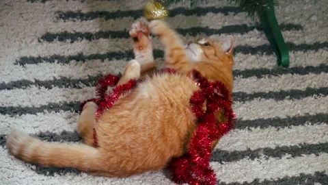 Red cat playing with Christmas decorations under the Christmas tree at home Stock Footage 166239084