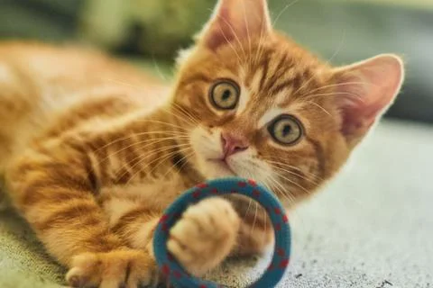 Red cat playing with rope on the bed 库存照片
