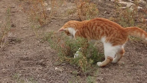Red cat plays (hunting) with mouse in nature, hits her by paw, wildlife outdoors Stock-Footage 89303624