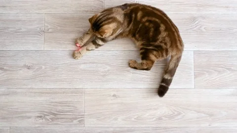 Red cat plays with a laser pointer on a wooden floor. Stock Footage 135153272
