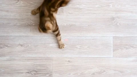 Red cat plays with a laser pointer on a wooden floor. Stock Footage 135153396