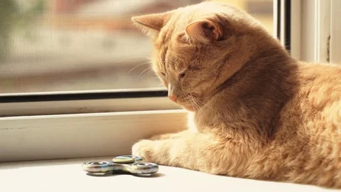 A red cat plays with a spinner on the windowsill Stock Footage 79040783