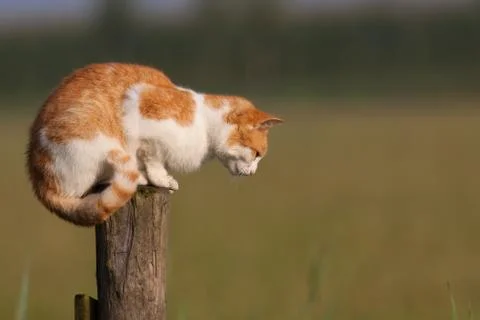 Red cat on a pole staring at the ground Stock Photos