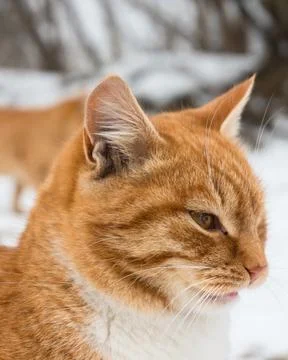 Red cat portrait in winter Foto stock