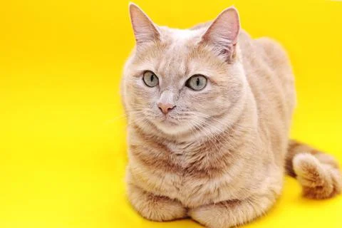 Red cat posing on a yellow background. Stock Photos