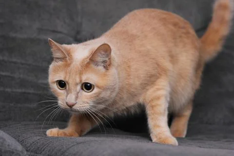 The red cat is preparing to jump. Stock Photos