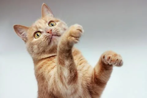 The red cat raised both front paws. Stock Photos