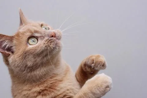 The red cat raised both front paws. Stock-Fotos