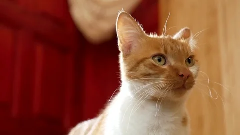 The red cat. Ratchet Cat Stock Footage 80016077