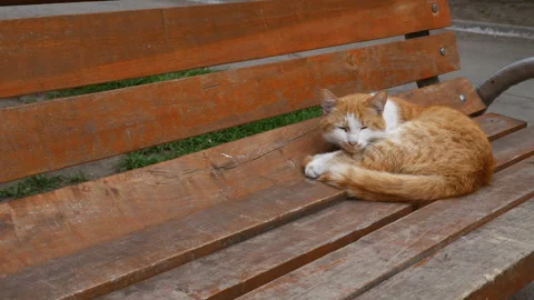 Red cat on the red bench Stock Footage 107797003