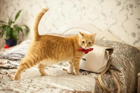 Red cat in a red bow Stock Photos