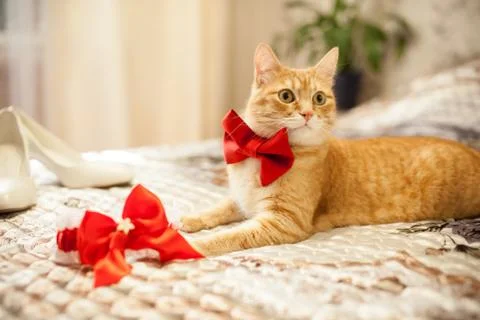 Red cat in a red bow Foto stock