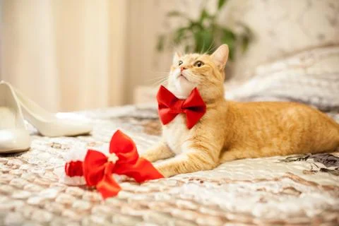 Red cat in a red bow Stock Photos