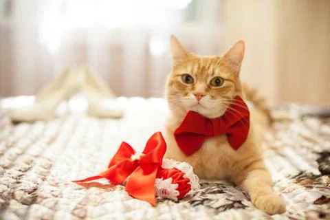Red cat in a red bow Stock Photos