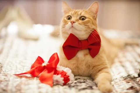 Red cat in a red bow Foto stock