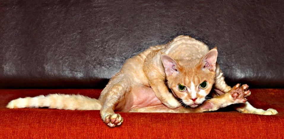Red cat on red sofa Stock Photos