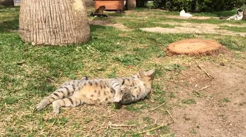 Red cat resting and somersaults on the grass. Cat laying on Grassy Field. Shoy Stock Footage 61687706