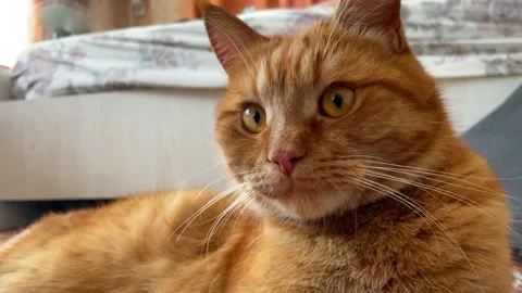 Red cat is resting. Closeup cat. Stock Footage 155980443