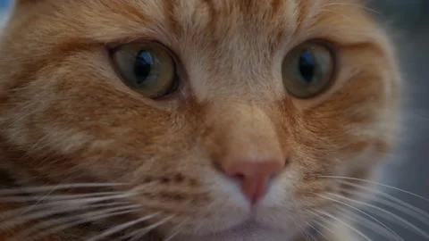 Red cat resting lying and looks at the camera. Cat plays inside. Stock Footage 141306893