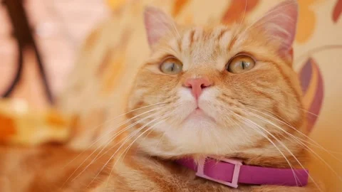 Red cat resting lying on a blanket in summer. Cat plays outside Stock Footage 137498845