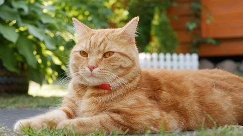 Red cat resting lying in the garden on the grass at sunset. Cat plays outside Stock Footage 100711793