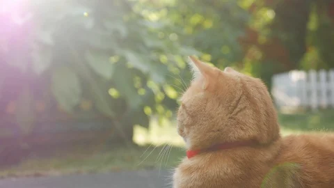 Red cat resting lying in the garden on the grass at sunset. Cat plays outside Stock Footage 100712099