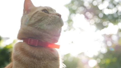 Red cat resting lying in the garden on the grass at sunset. Cat plays outside Stock Footage 100712236