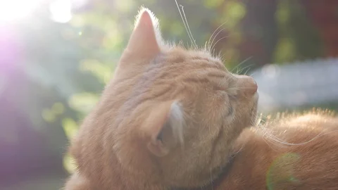 Red cat resting lying in the garden on the grass at sunset. Cat plays outside Video stock 100712645
