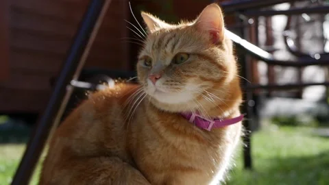 Red cat resting lying in the garden in summer. Cat plays outside. In the sun Stock Footage 136612964