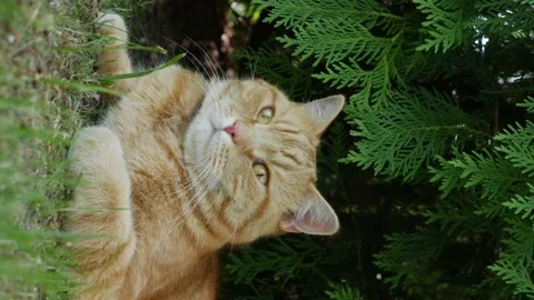 Red cat resting lying in the garden in summer. Cat plays outside. In the sun Stock Footage 158855862