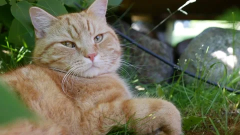 Red cat resting lying in the garden in summer. Cat plays outside. In the sun Vídeo Stock 158994630