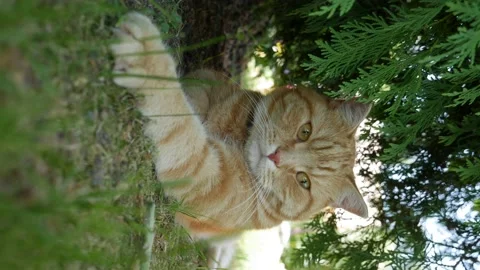 Red cat resting lying in the garden in summer. Cat plays outside. In the sun Stock Footage 159146324